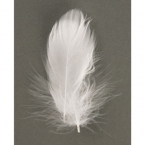 lot de plumes blanc